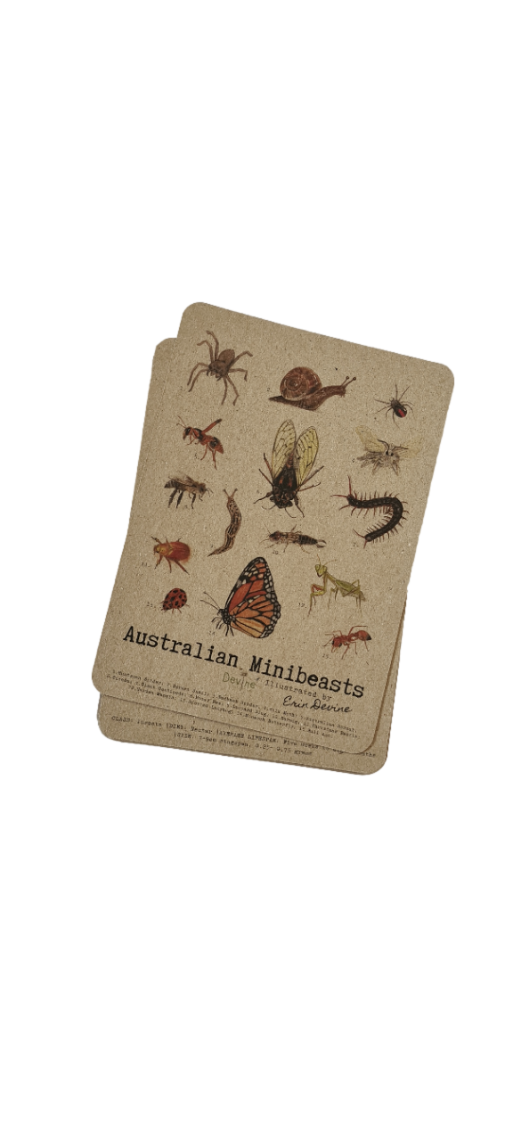Australian Mini Beast Card Set