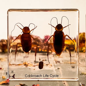 Life Cycle Of A Cockroach Specimen