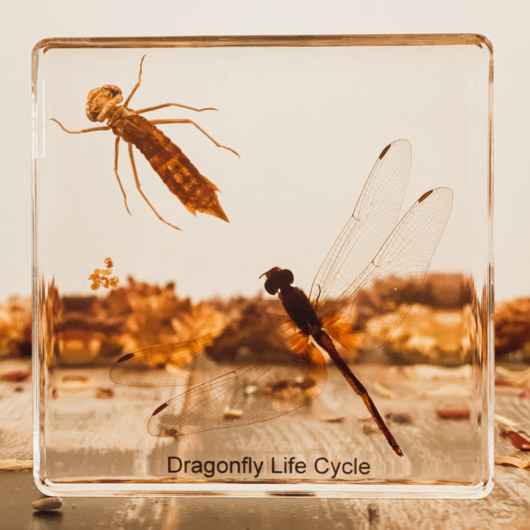Life Cycle Of A Dragonfly Specimen