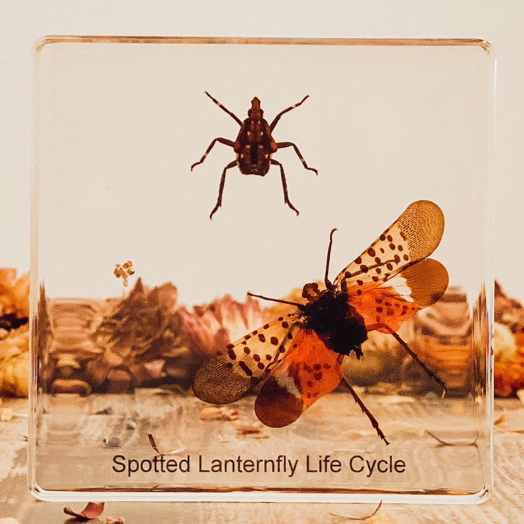 Life Cycle Of A Spotted Lanternfly