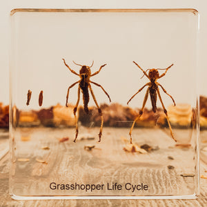 Life Cycle Of A Grasshopper Specimen
