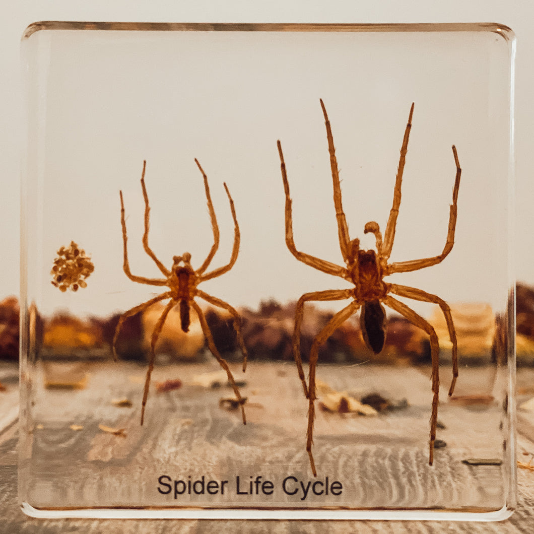 Life Cycle Of A Spider Specimen