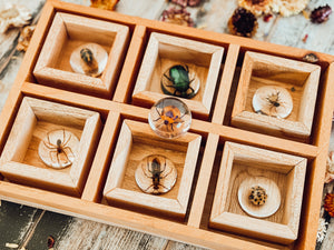Insect Dome Specimen Collection // SECONDS