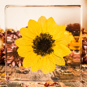 Sunflower Specimen